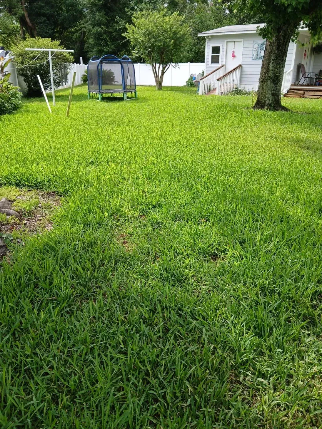 Grassy backyard with a trampoline, white shed, and trees near a house