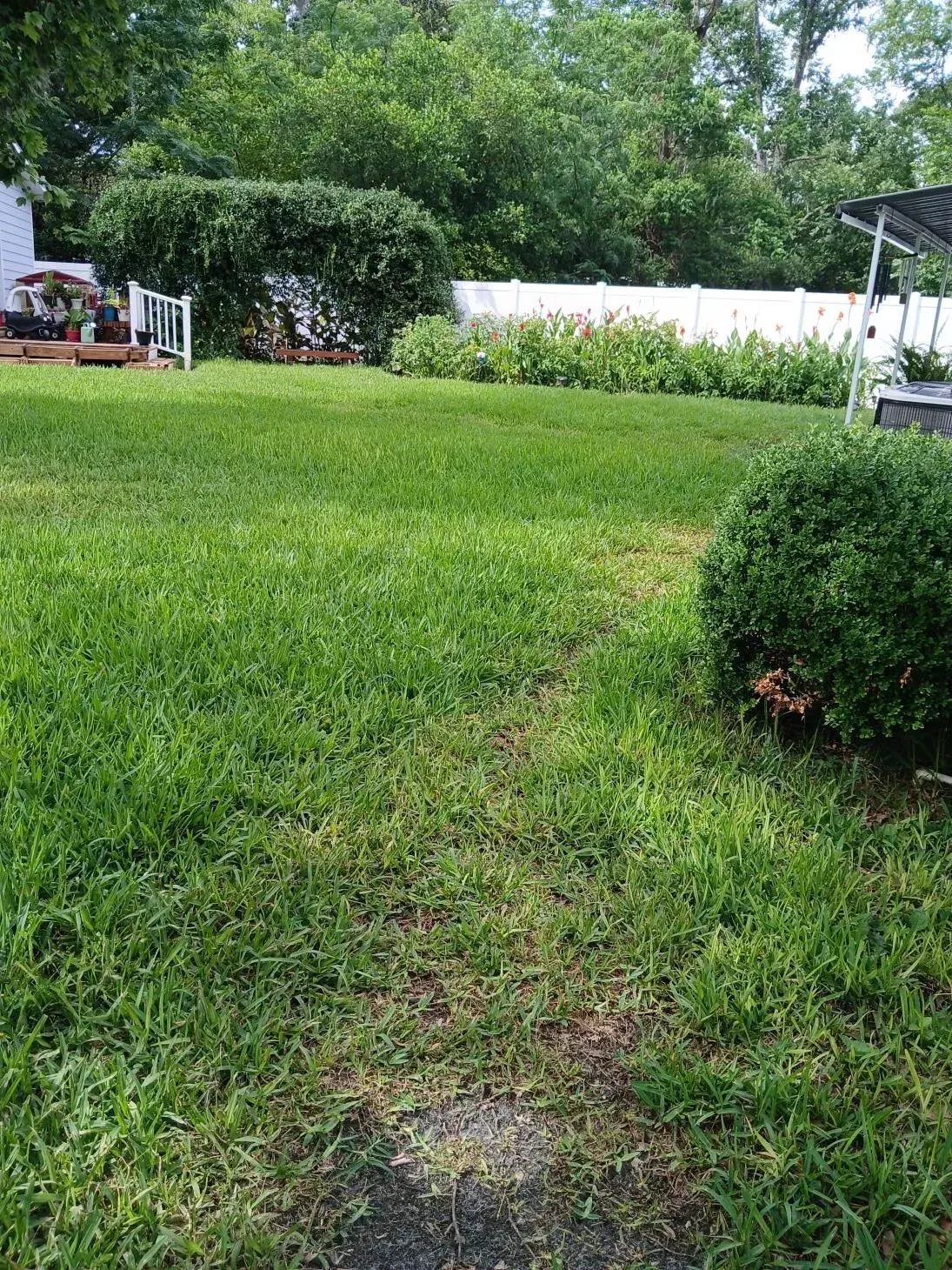 Grassy backyard with a trimmed hedge, trees, and a white fence in the background.