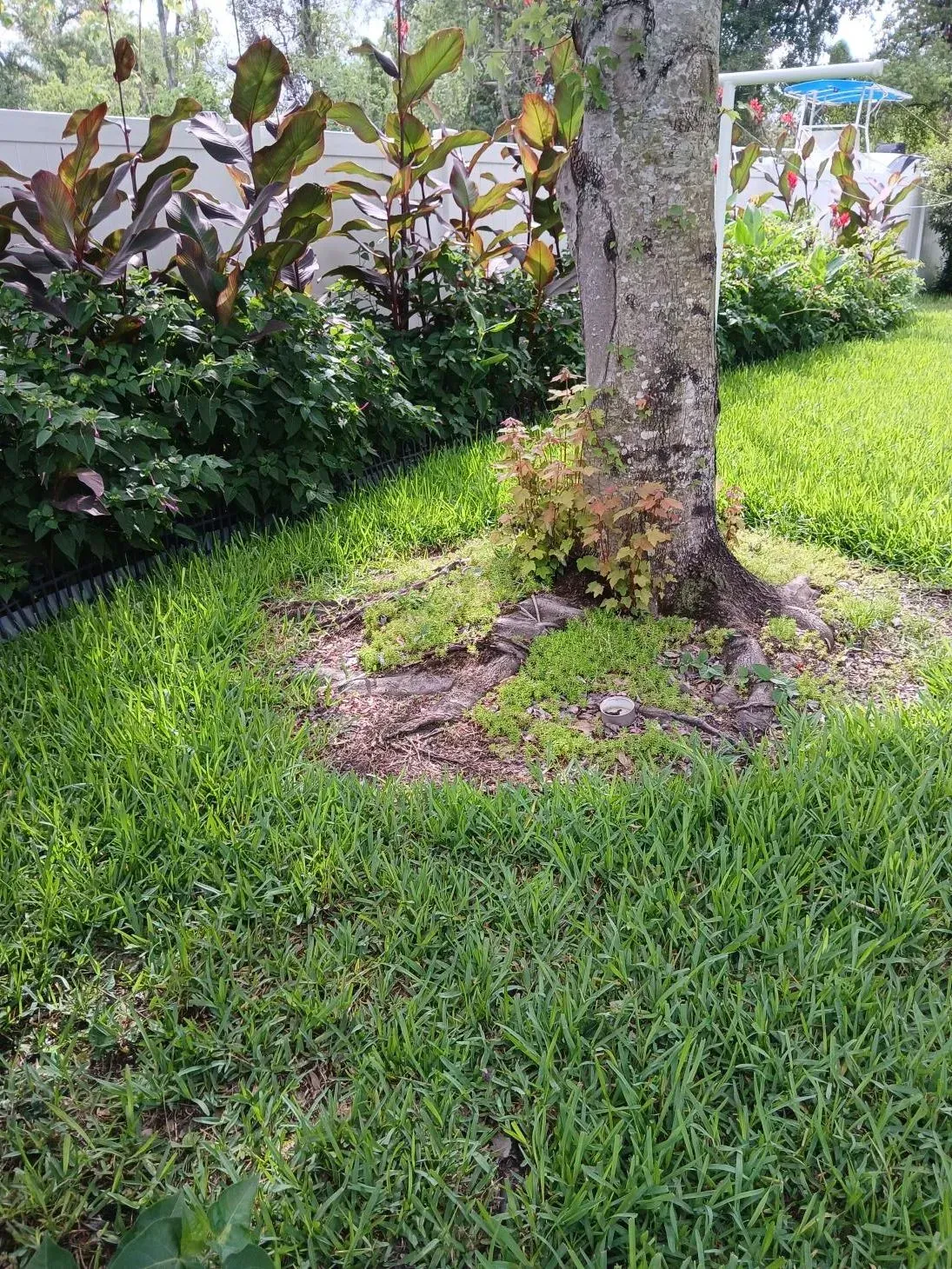 Tree trunk in a green garden with grass, shrubs, and a paved path in the background