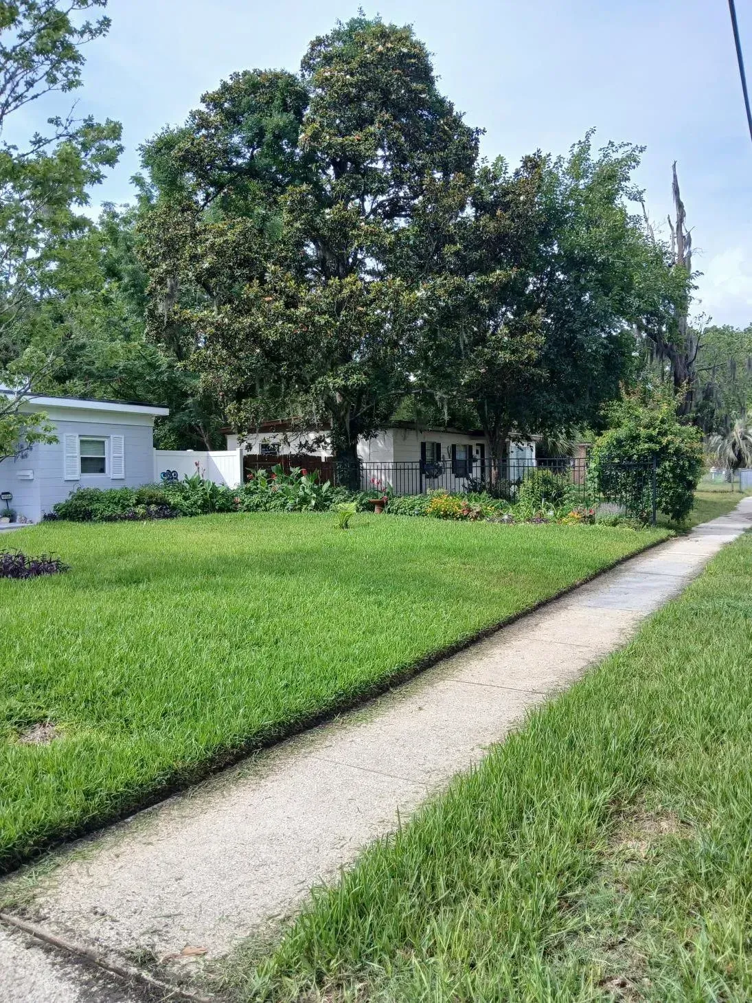 Suburban sidewalk beside a grassy lawn and large tree under a bright blue sky