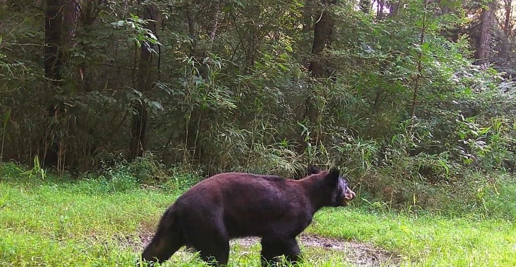 Black bear walking through a grassy forest clearing