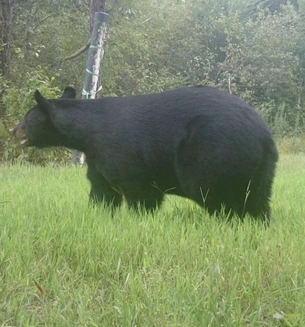 Black bear standing in tall green grass near trees
