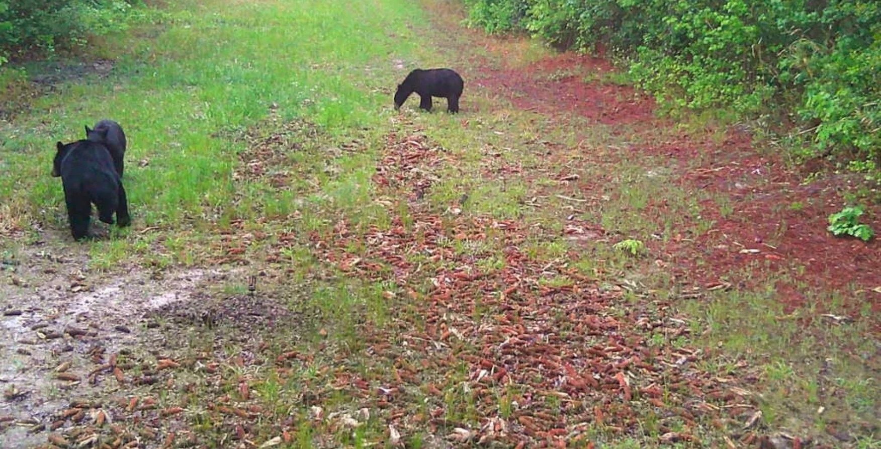 Two black bear cubs on a grassy forest path, one near the left edge and one farther ahead.