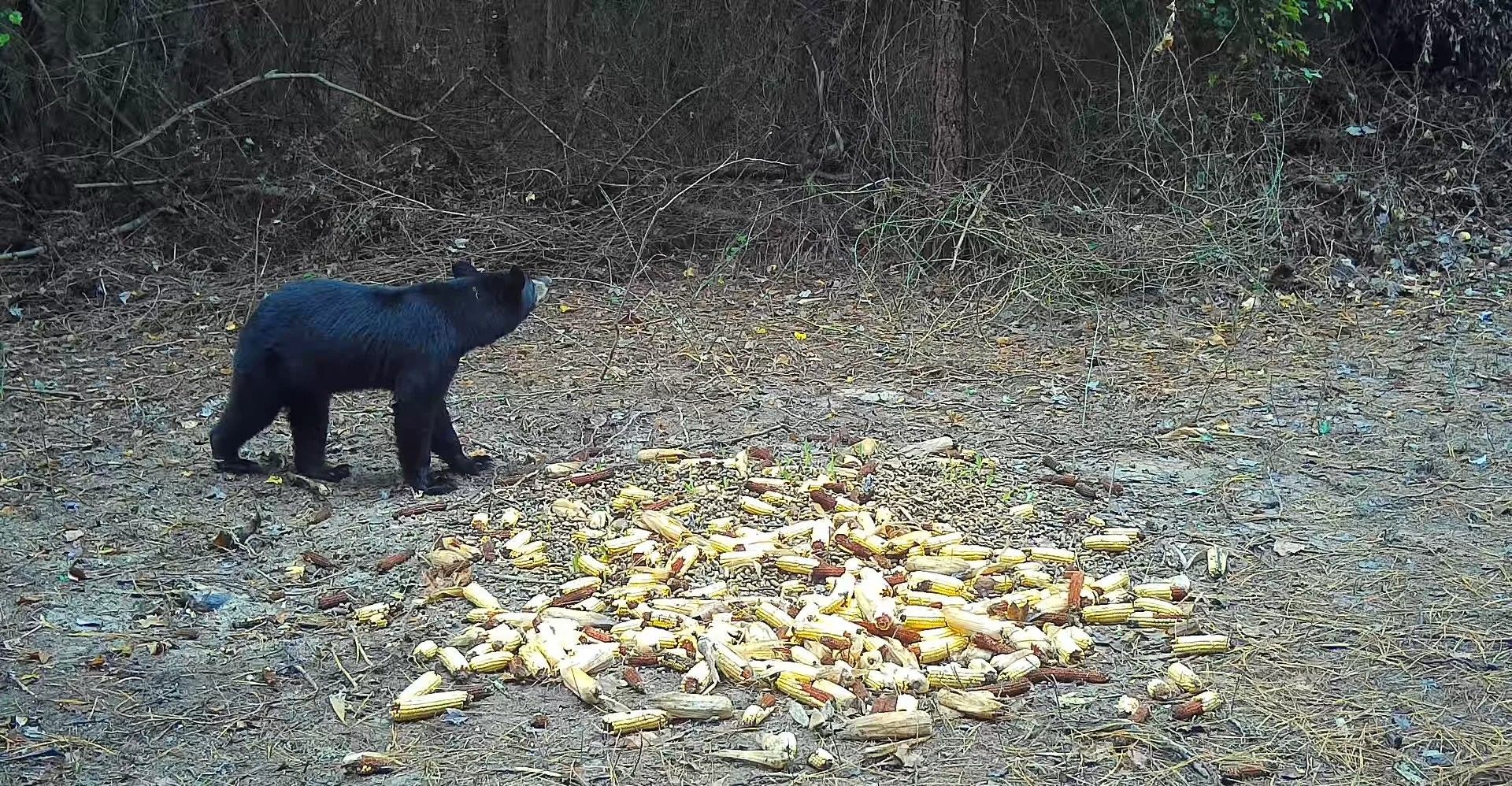 Black bear standing by a pile of apples in a wooded clearing