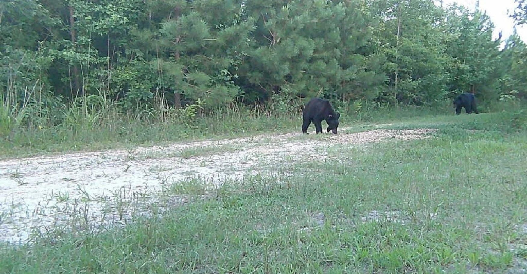 Two black bears near a gravel path in a grassy, wooded area