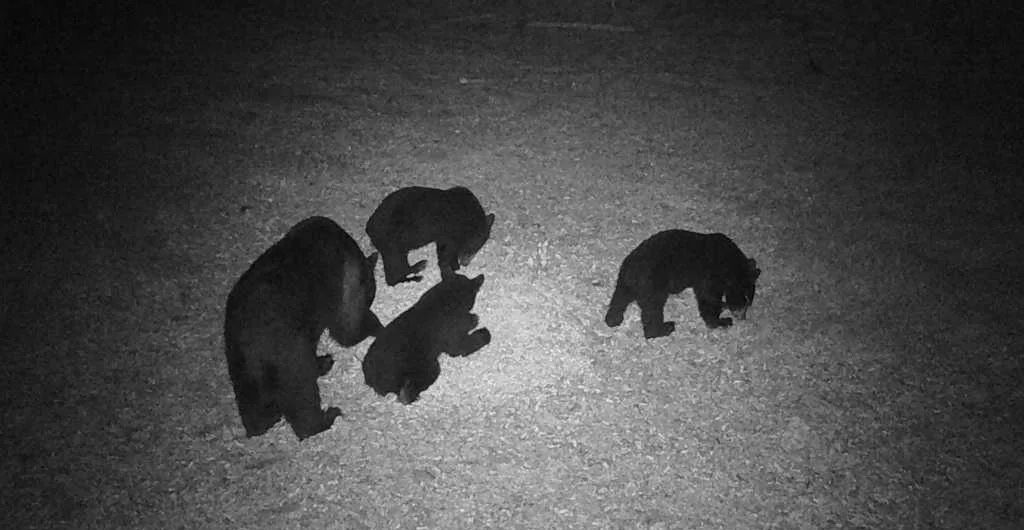 Three bears silhouetted on a rocky ground in dim light, grouped with one slightly apart.