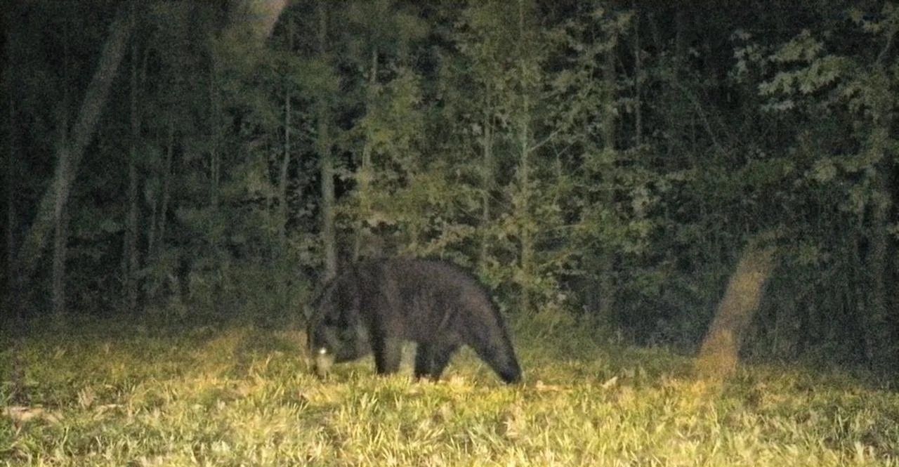 Large dark bear walking through a grassy clearing at the edge of a forest at dusk