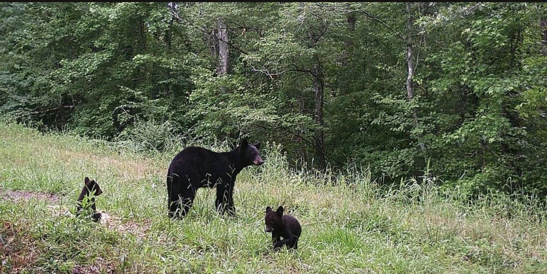 Black bear and two cubs walking through a grassy forest clearing