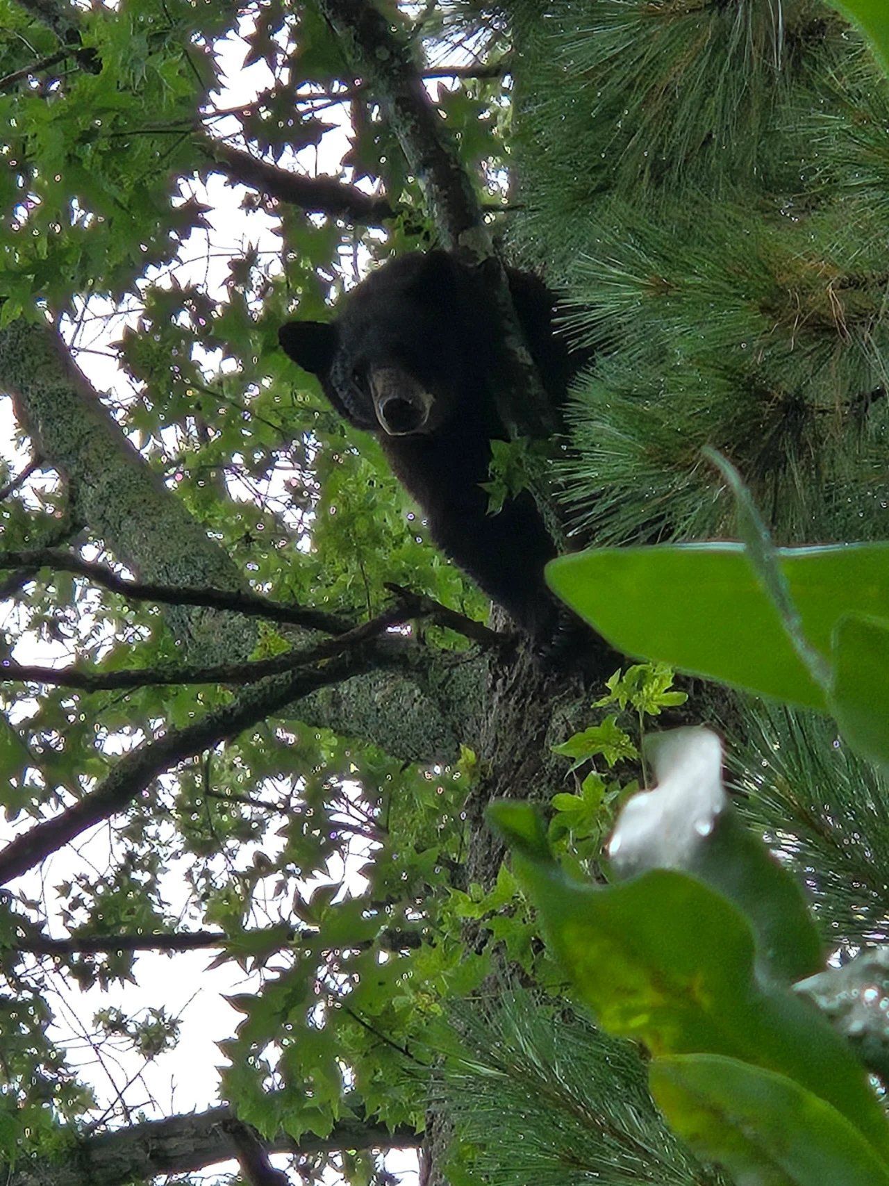 Black bear peeking from a tree among green pine branches and leaves