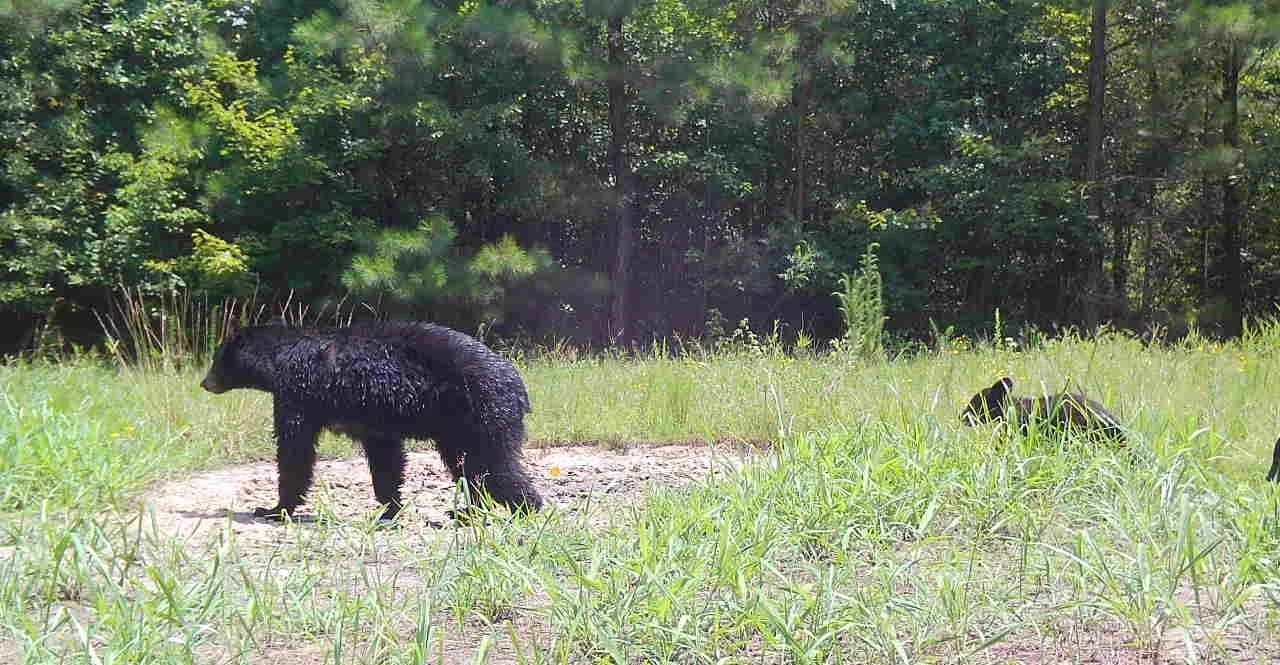 Black dog walking in a grassy field with trees in the background