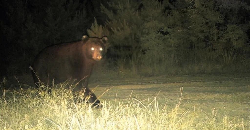 A deer standing in a grassy clearing at night, its eyes glowing in the flashlight beam.