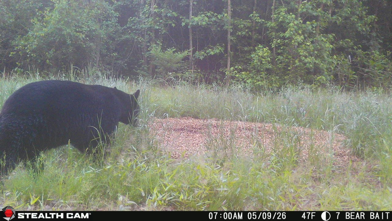 Black bear walking through a grassy meadow beside trees at dusk.