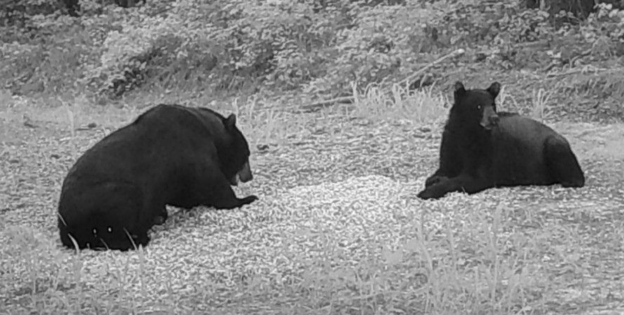 Two black bears resting on grass in a wooded area, one facing away and one lying down