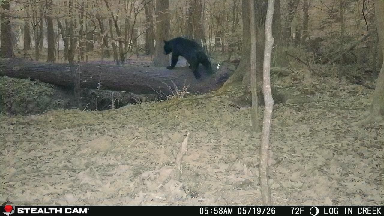 Black bear walking on a fallen log in a wooded forest clearing.