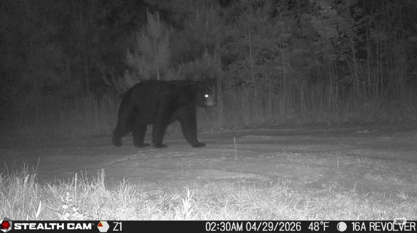 Black bear walking across a snowy roadside at night, seen in thermal camera view.