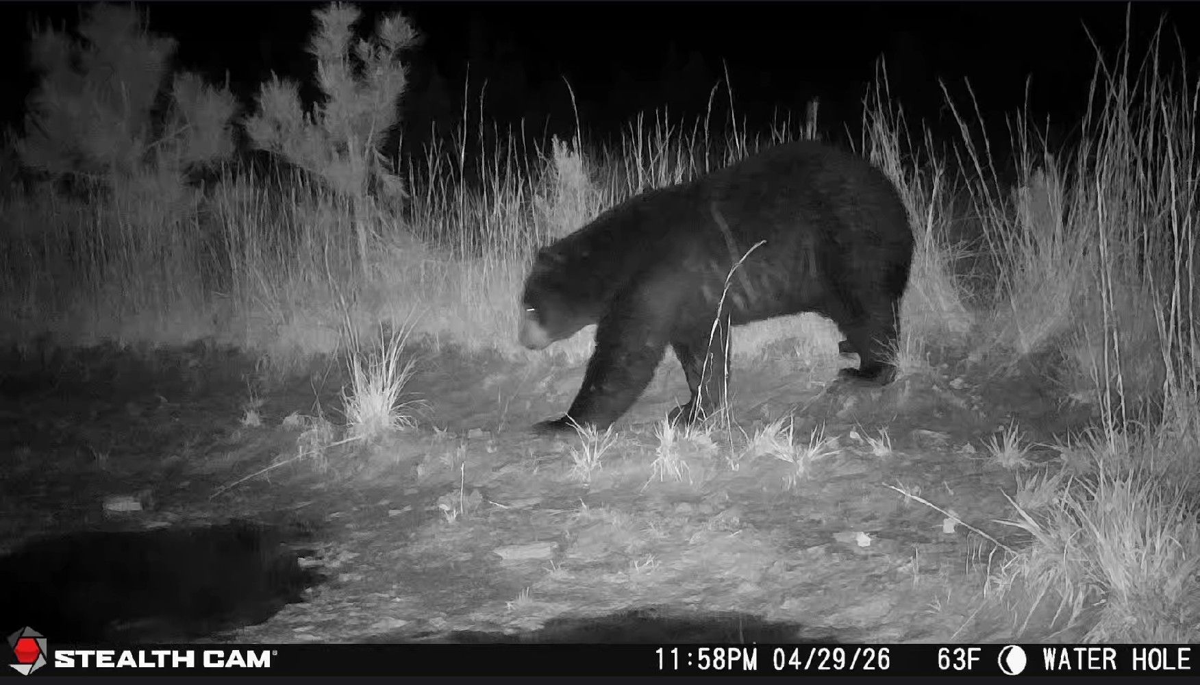 Black bear sniffing the ground at night in a grassy field, captured by a trail camera.