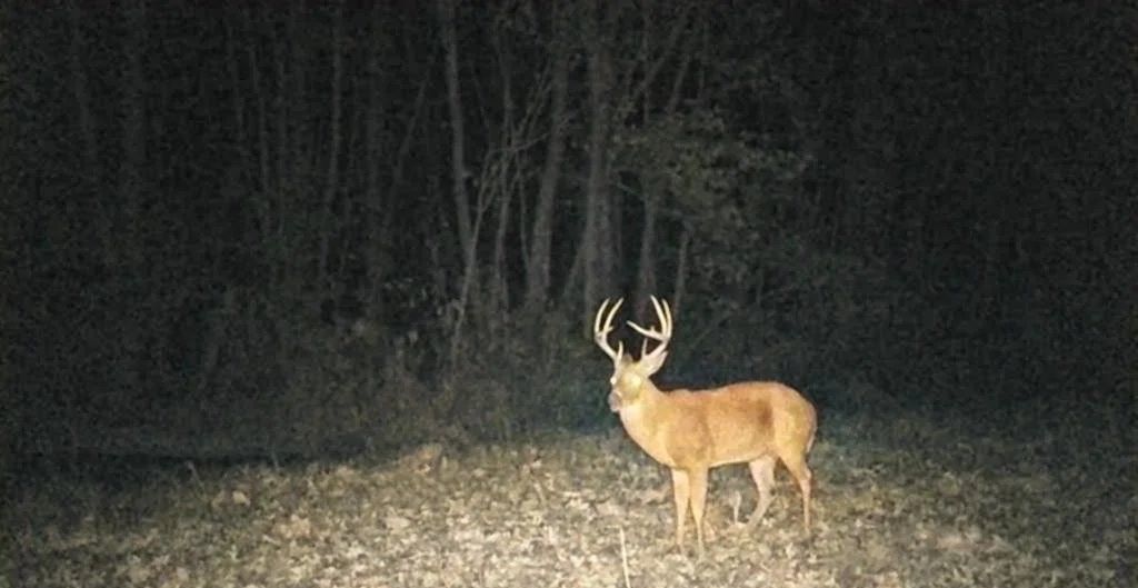 White-tailed deer standing on a leaf-covered forest path at night, lit by a flashlight.