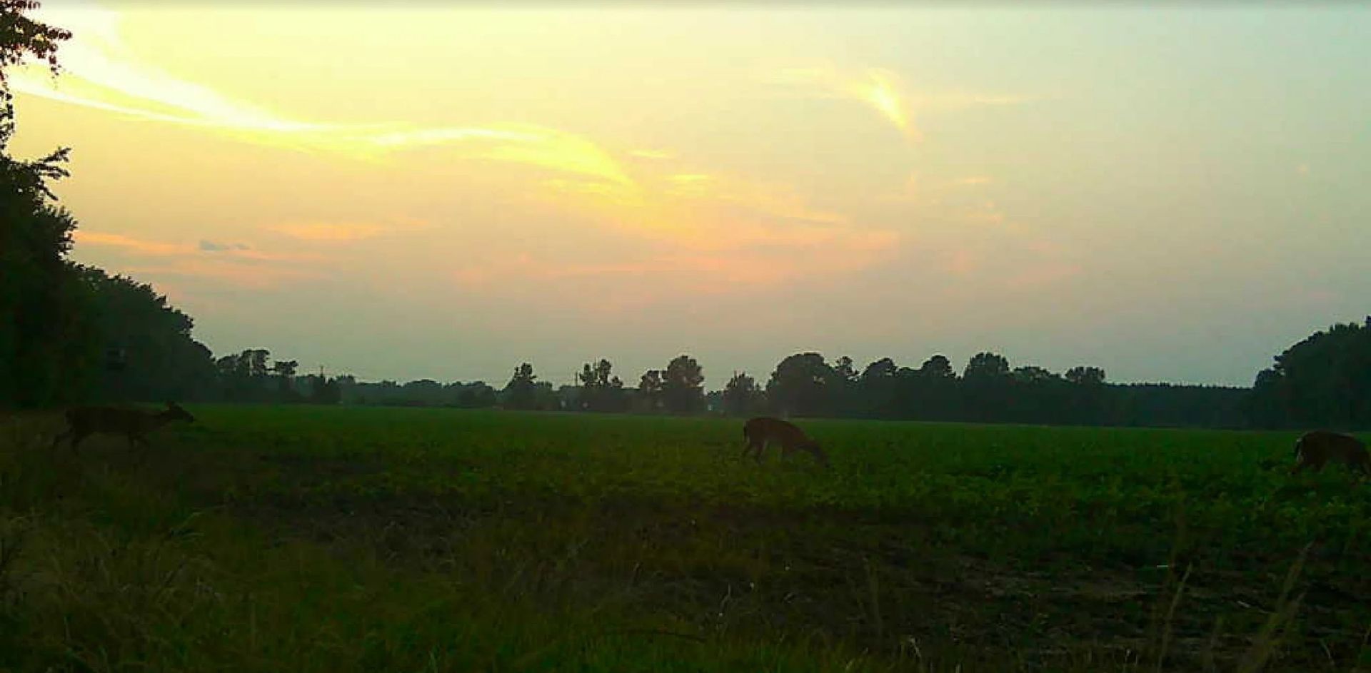 Sunset over a green field with trees silhouetted against a yellow-orange sky