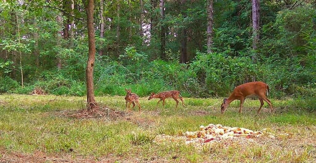 Three deer grazing in a green forest clearing, one near a pile of food.