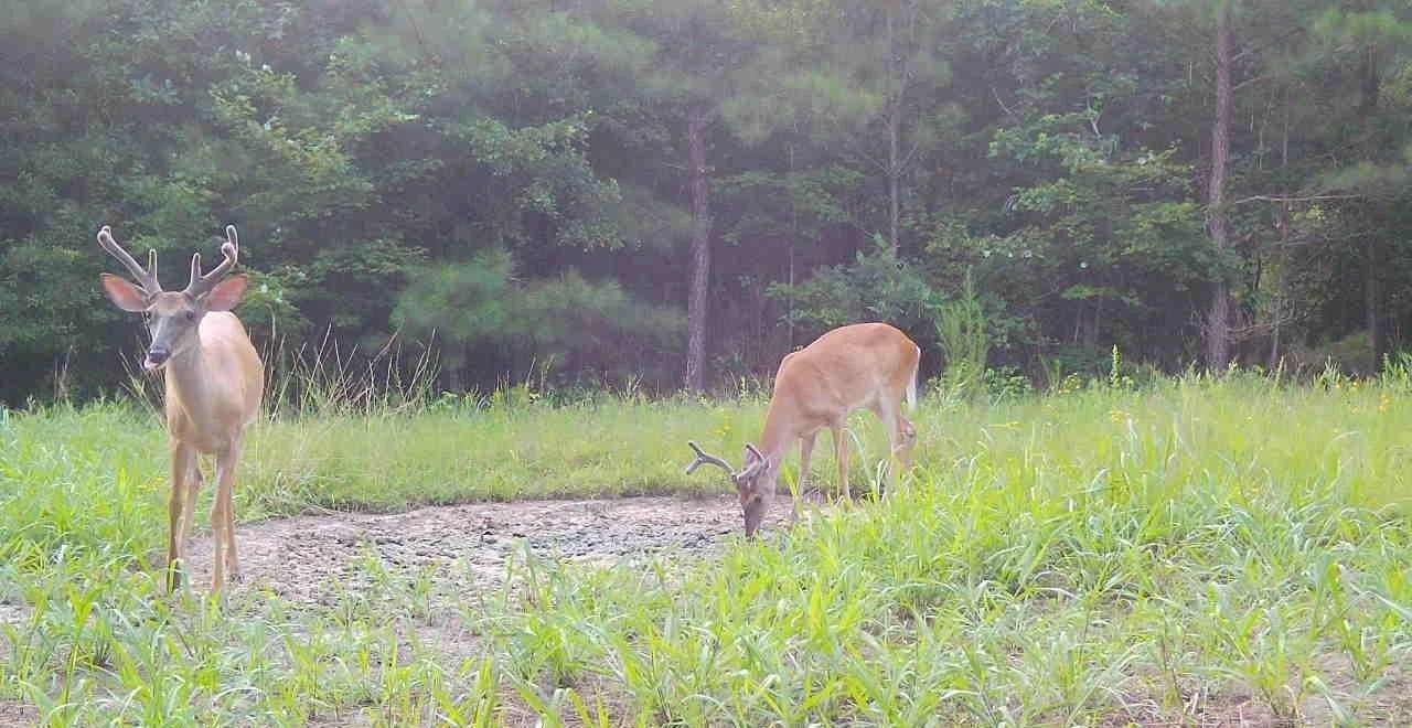 Two deer grazing in a misty green clearing near a forest edge