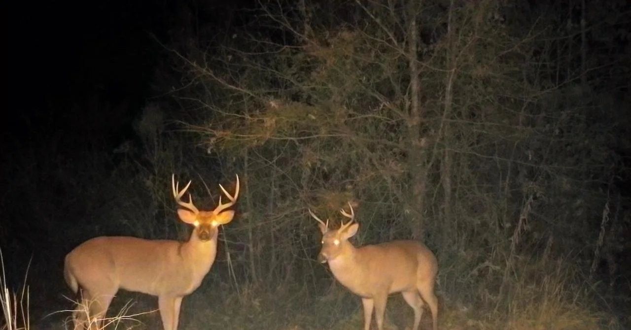 Two deer stand in a dark forest at night, lit by a camera flash.