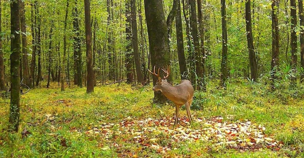Deer standing in a sunlit forest clearing among tall trees and green undergrowth