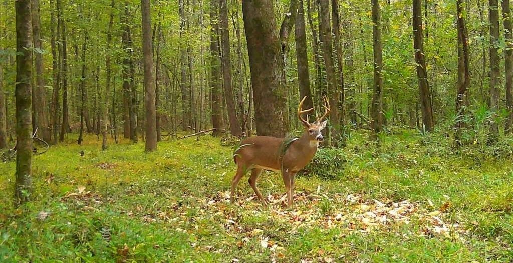 Deer standing in a green forest clearing among tall trees and fallen leaves