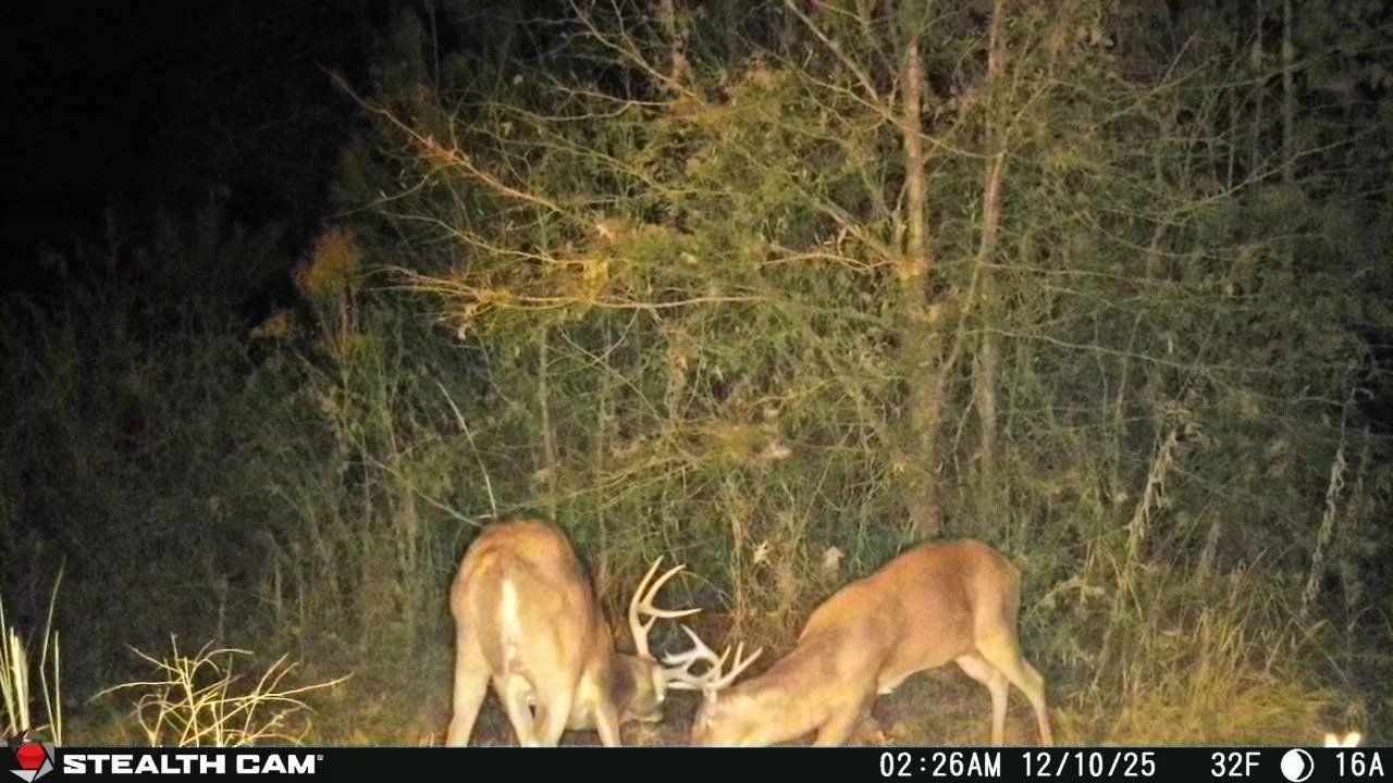 Two deer grazing at night in a wooded area, captured by a stealth cam.