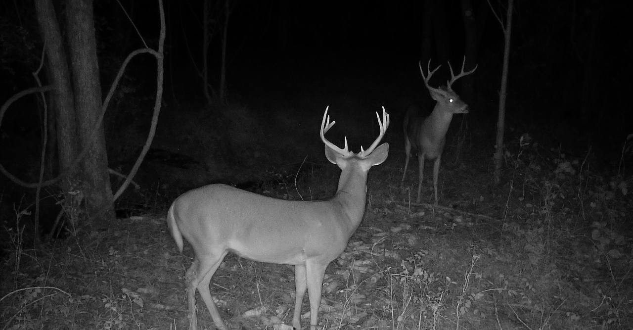 Two deer standing in a dark wooded area at night, captured by trail camera.