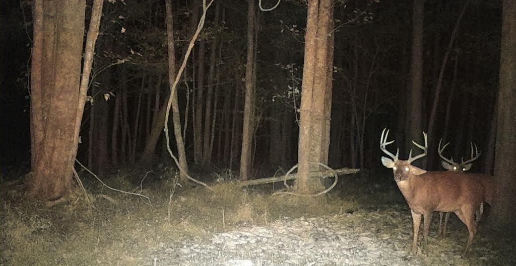 Deer standing at the edge of a forest at night, lit by a spotlight.