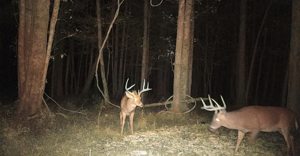 Two deer with antlers in a dark forest at night, one standing in the clearing, one at right.