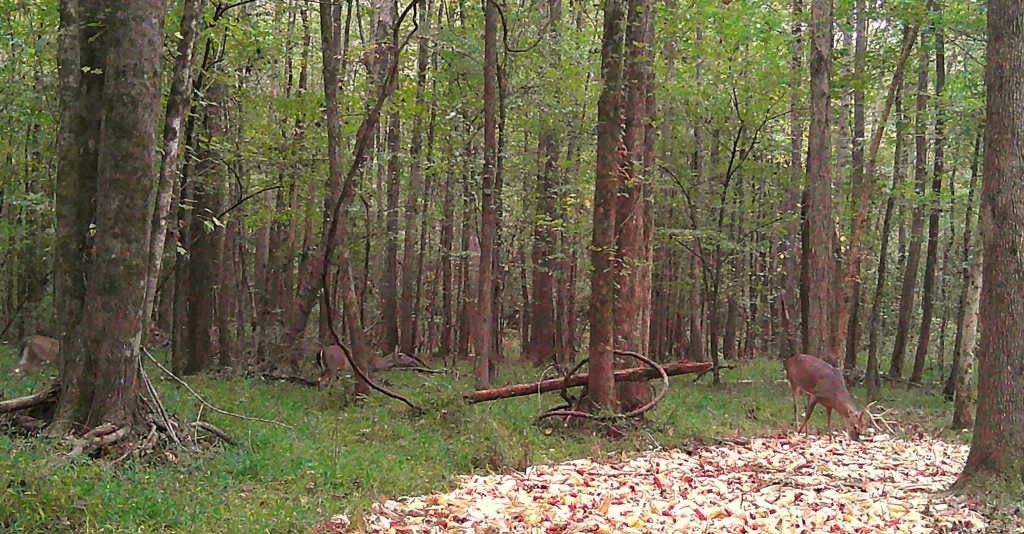 Deer standing in a wooded forest clearing beside a leaf-covered path.