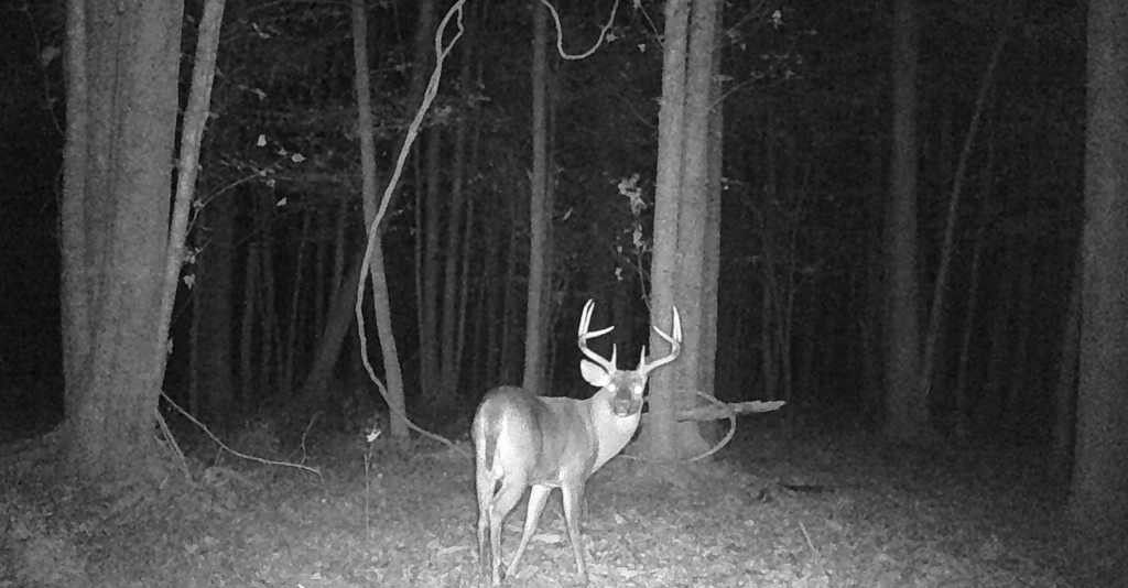 Deer standing in a dark wooded area at night, illuminated by a trail camera flash