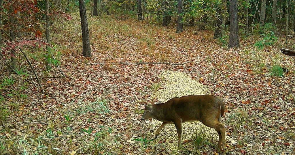 Small deer grazing in a leafy forest clearing with trees in the background
