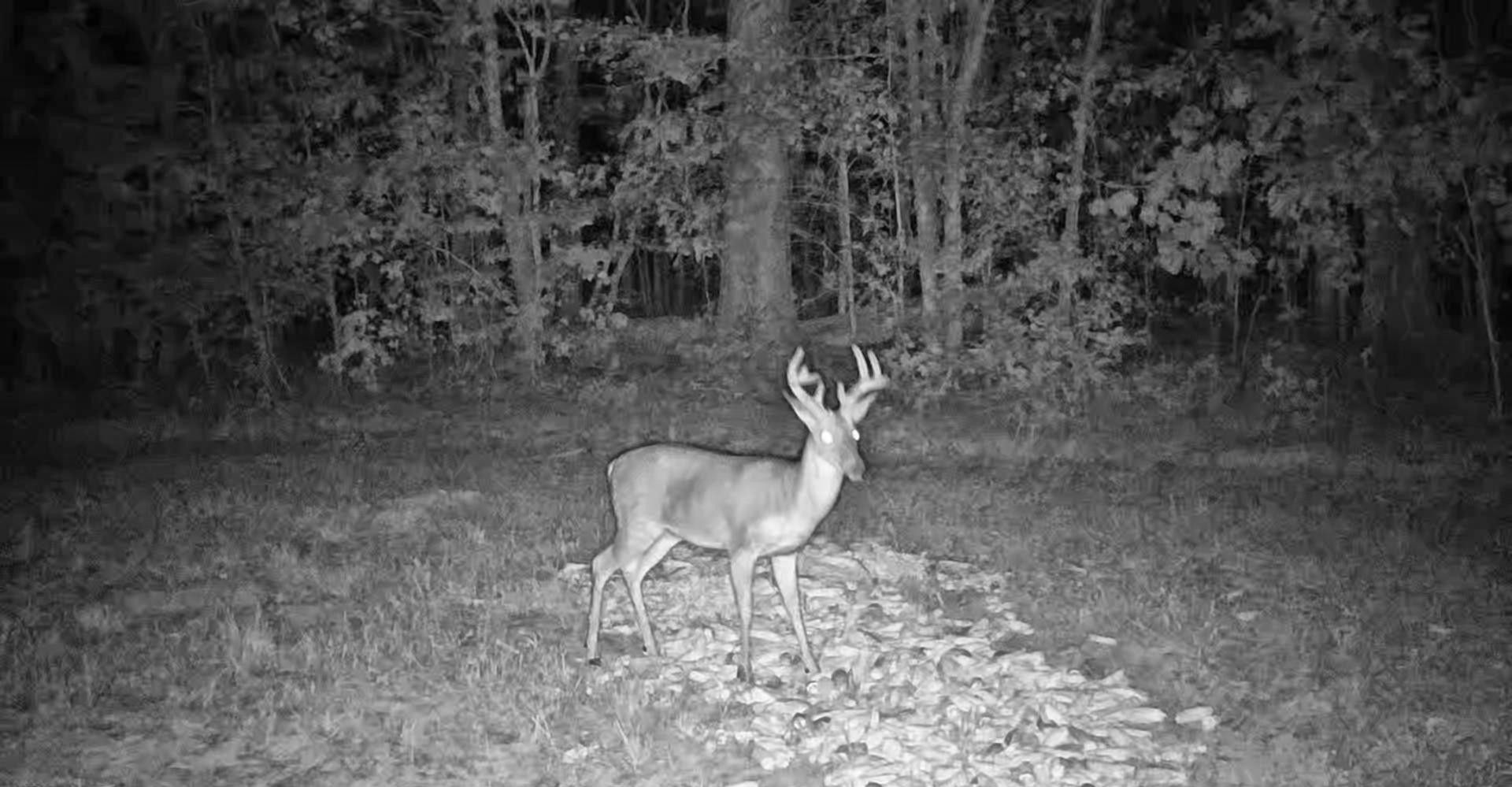 Deer standing on a forest trail at night, captured in black-and-white infrared.