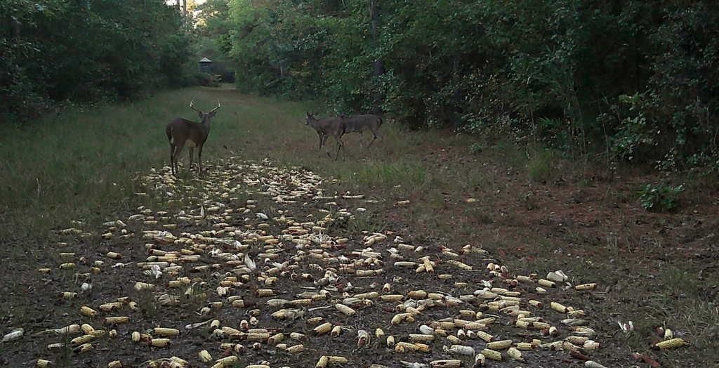 Two deer standing on a leaf-covered forest path