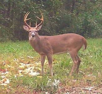 Buck deer standing in a wooded clearing, facing the camera with large antlers.