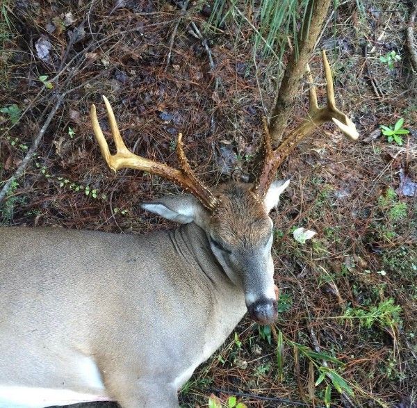 Large buck deer with antlers standing beside a road in a wooded area