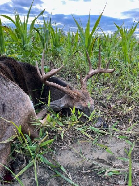 Deer with antlers grazing in a muddy field of tall green grass under a cloudy sky