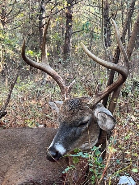 Buck deer with large antlers resting in a wooded forest clearing
