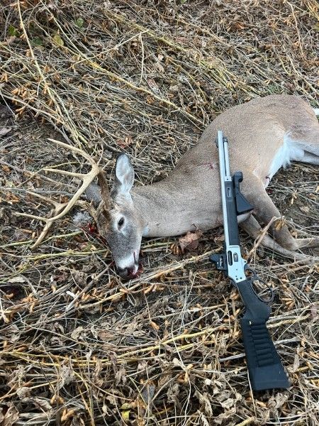 Dead deer on dry grass beside a rifle
