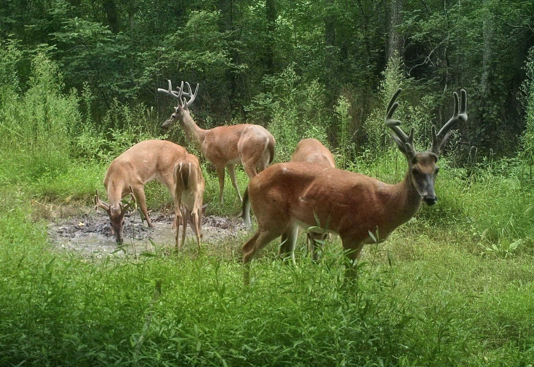 Three deer grazing in a lush green forest clearing