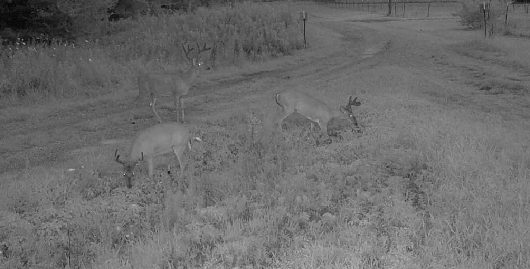 Two deer grazing in a grassy field near a dirt road at dusk