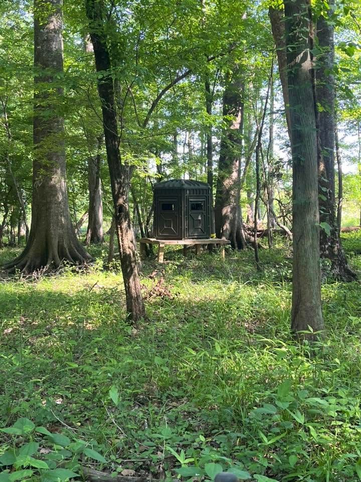 Small dark green shed in a wooded forest with tall trees and leafy ground cover