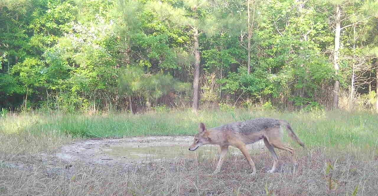 A coyote walking through a grassy clearing beside a wooded forest edge.