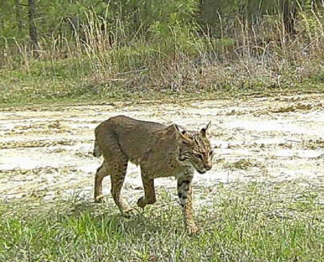 Bobcat walking through a grassy clearing near brush and trees