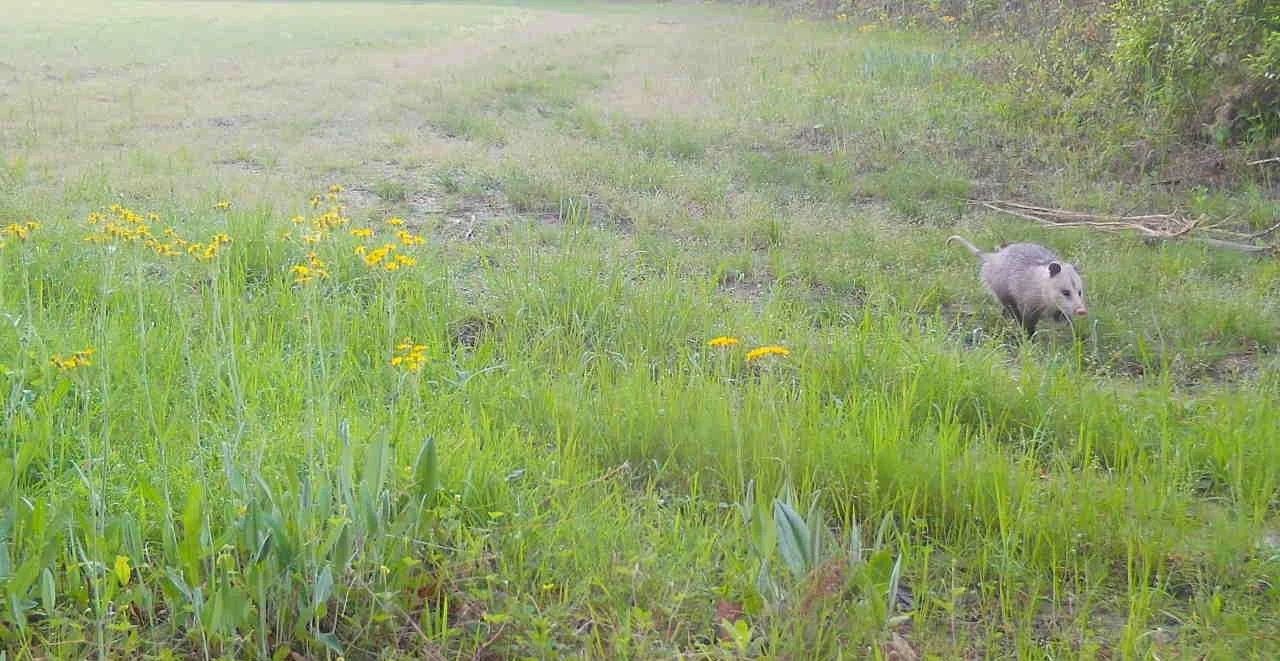 Small gray animal in a green grassy field with yellow wildflowers
