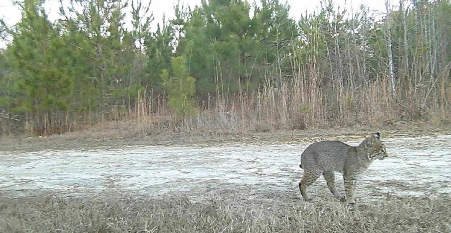 Wolf walking across a frosty field beside a forest edge