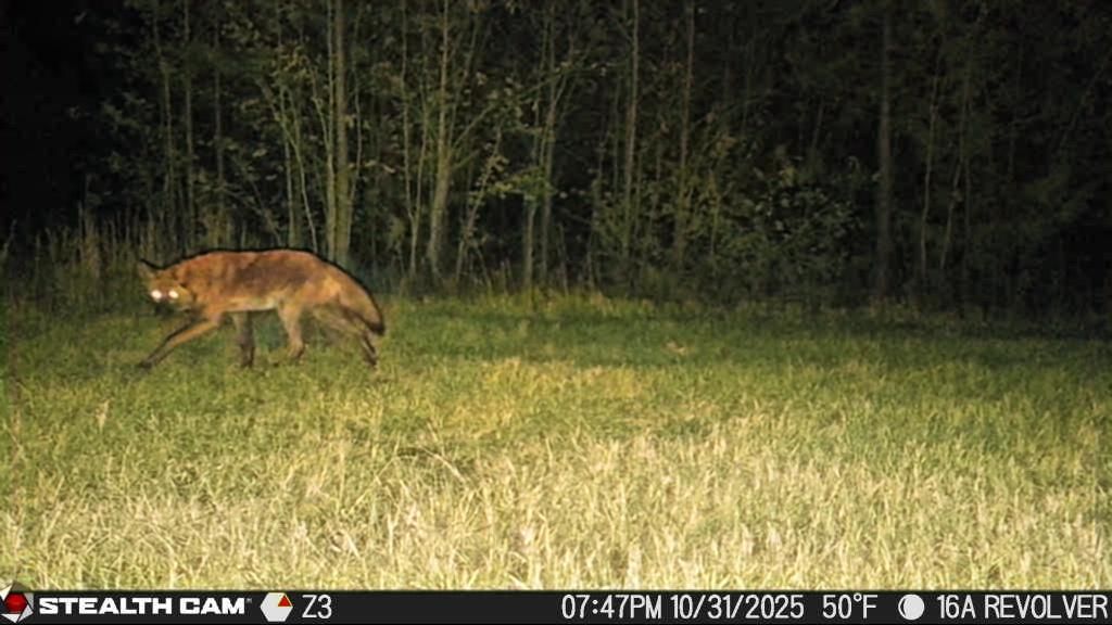 Fox walking through grassy field at night near a dark tree line