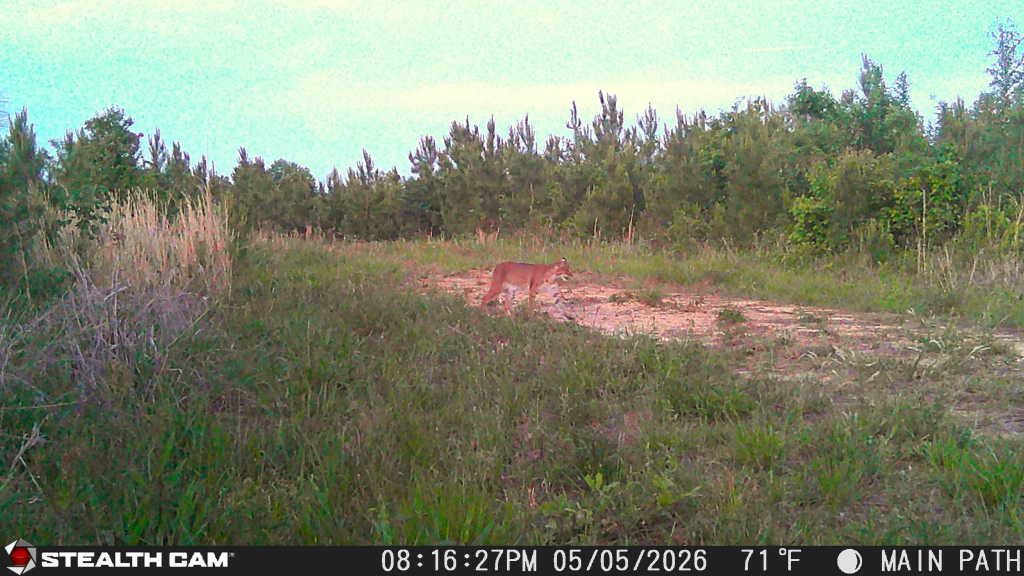 Grassy field with dirt path and dense trees under a bright sky, viewed from a trail camera in a rural area